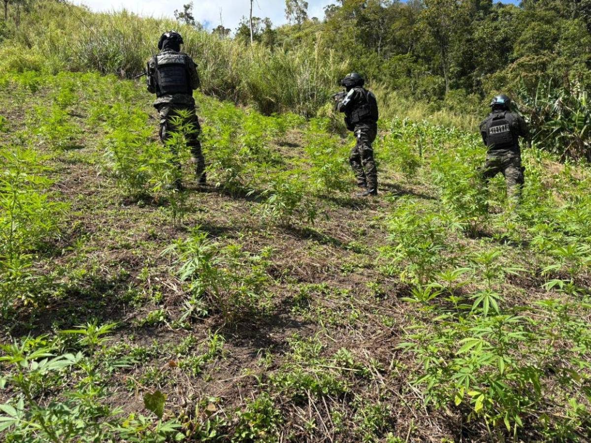 Aseguran 47 mil plantas de droga y narcolaboratorios en zonas montañosas de Colón