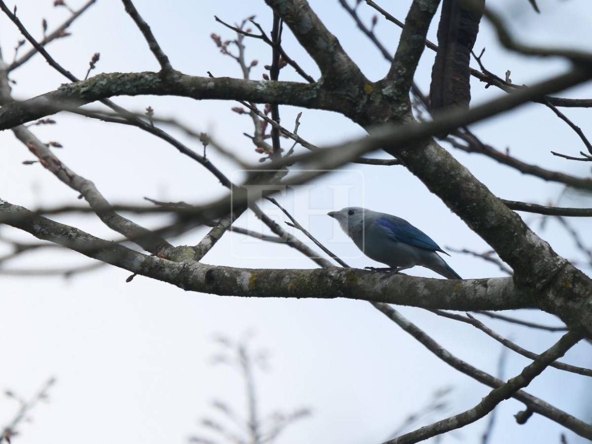 Un recorrido entre las aves que anidan en el corazón verde de Honduras