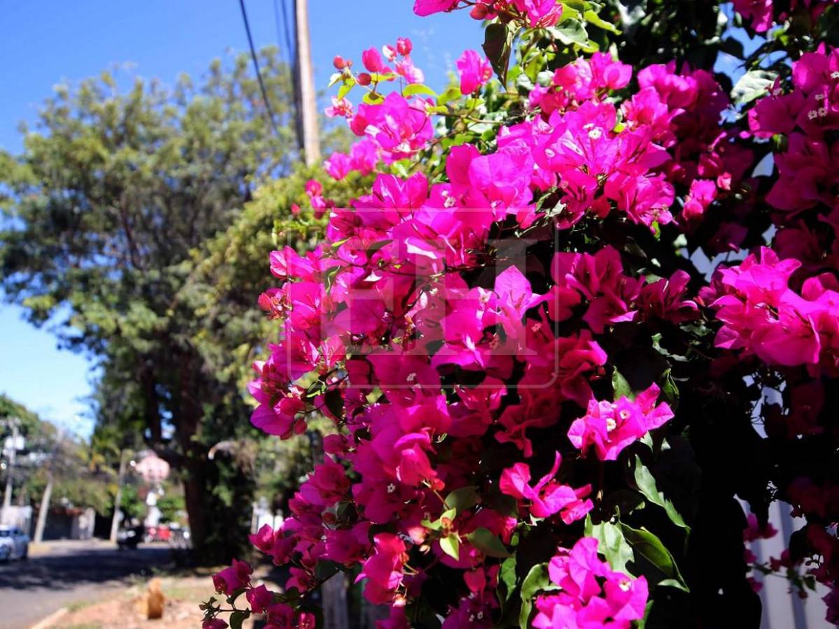 Un espectáculo natural: flores llenan de frescura la capital hondureña​​​​​​