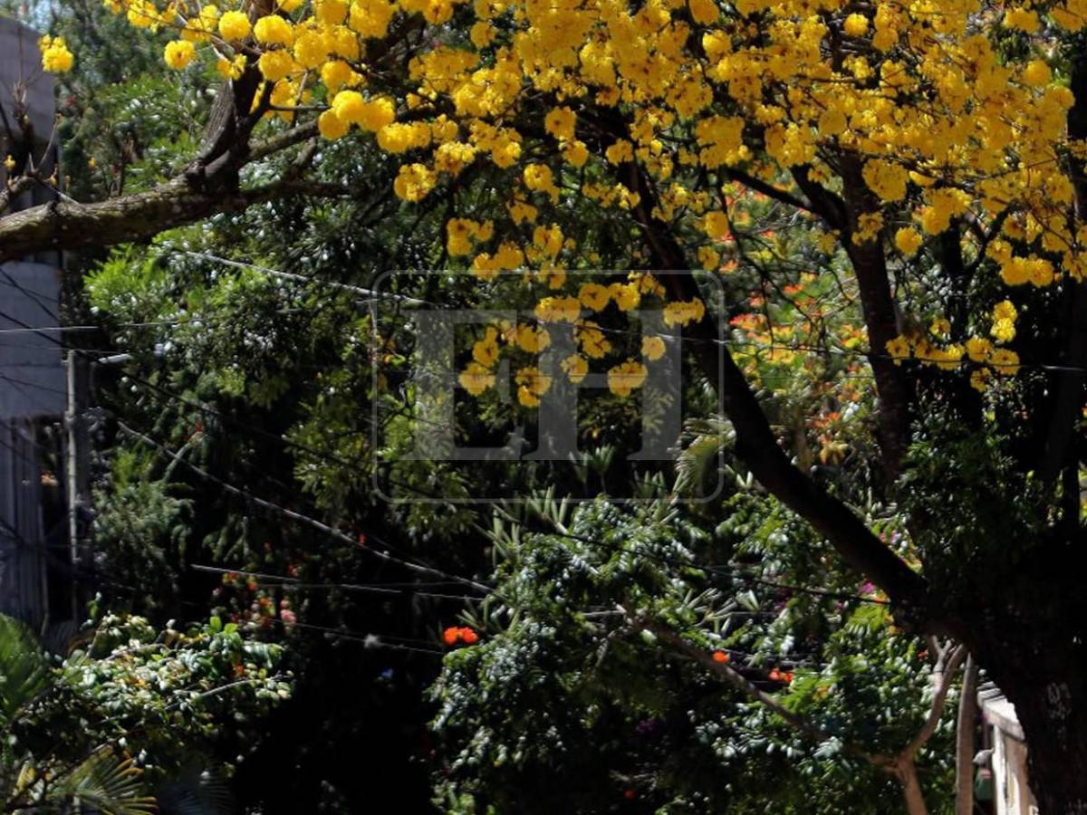 Un espectáculo natural: flores llenan de frescura la capital hondureña​​​​​​