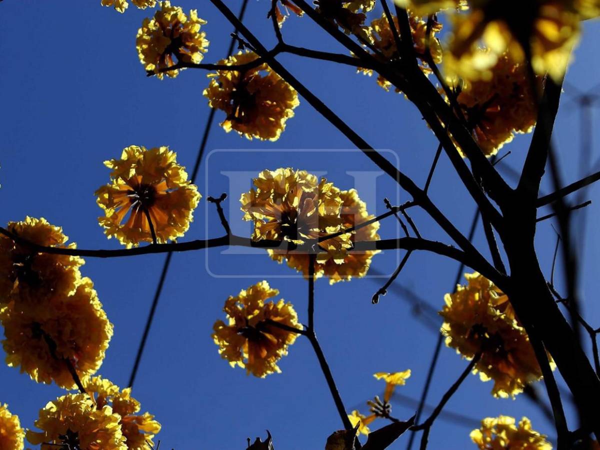 Un espectáculo natural: flores llenan de frescura la capital hondureña​​​​​​