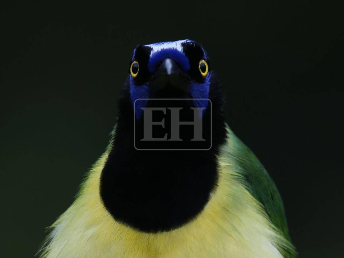 Un recorrido entre las aves que anidan en el corazón verde de Honduras