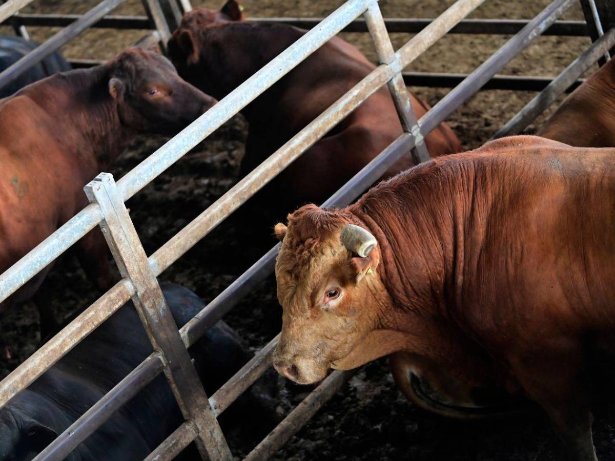 ¿Qué es la miasis y cómo puede causar la muerte?