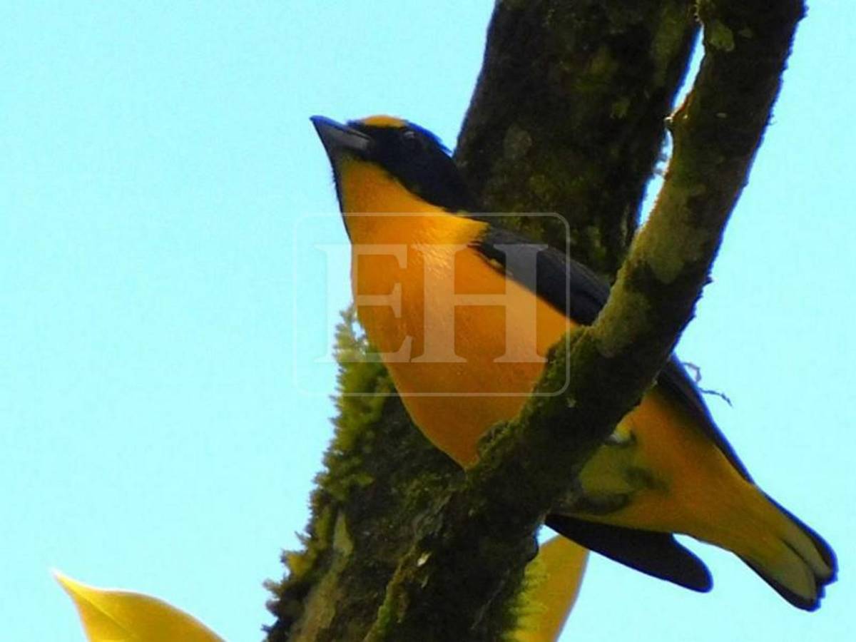 Conoce los parques nacionales de Honduras ideales para visitar en Semana Santa