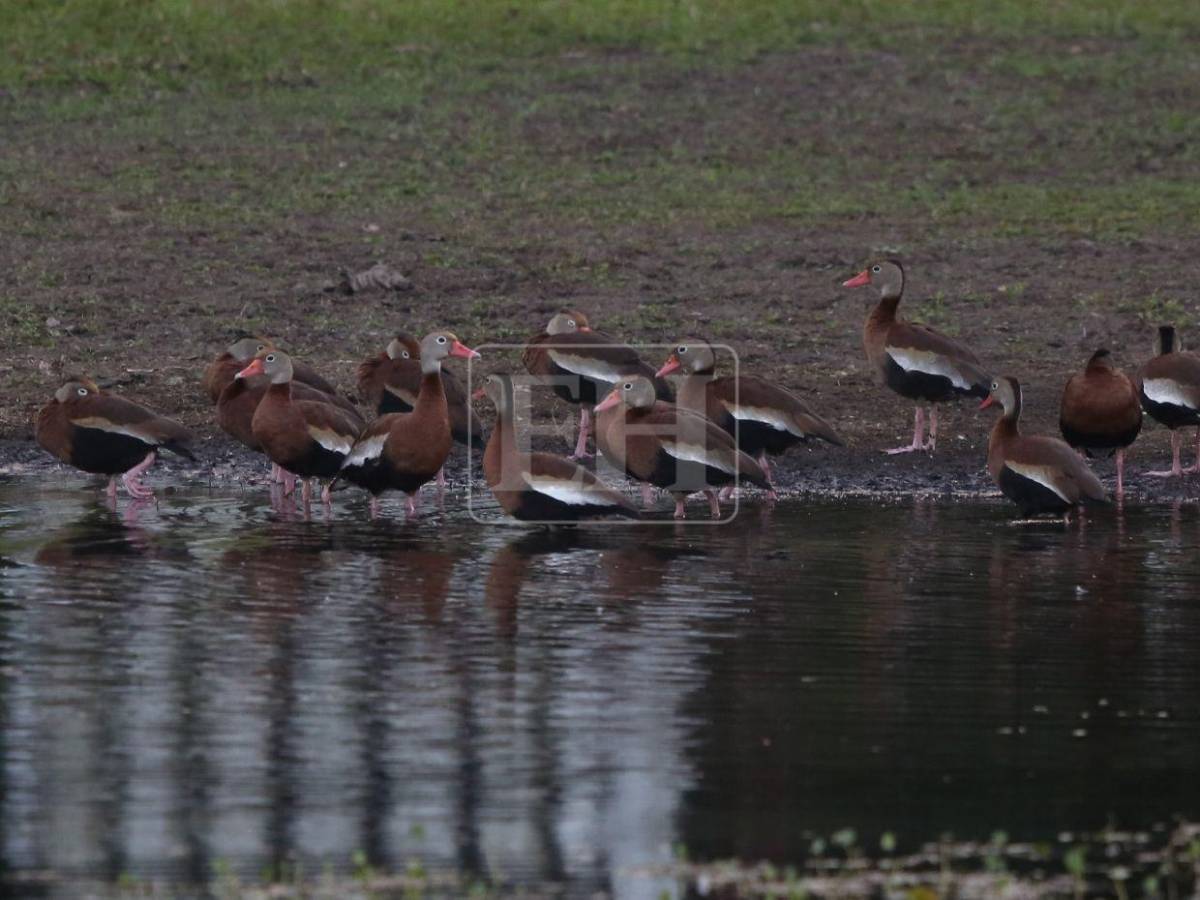 Un recorrido entre las aves que anidan en el corazón verde de Honduras