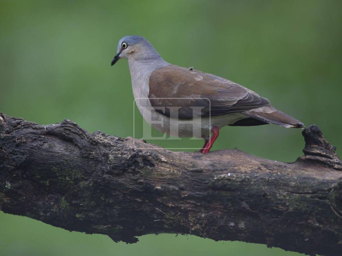 Un recorrido entre las aves que anidan en el corazón verde de Honduras