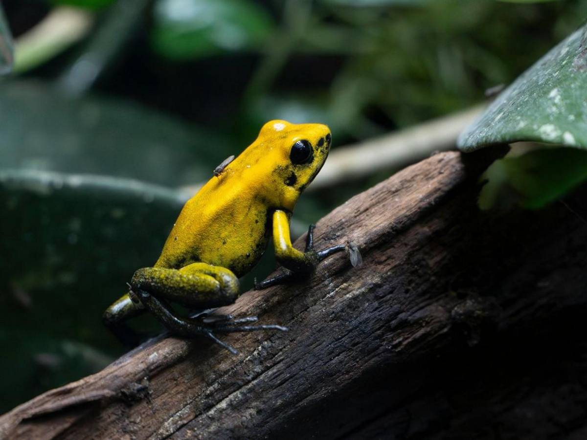 Diminuta pero letal, así es la rana dardo usada contra Navalni, ¿cómo afecta al cuerpo?