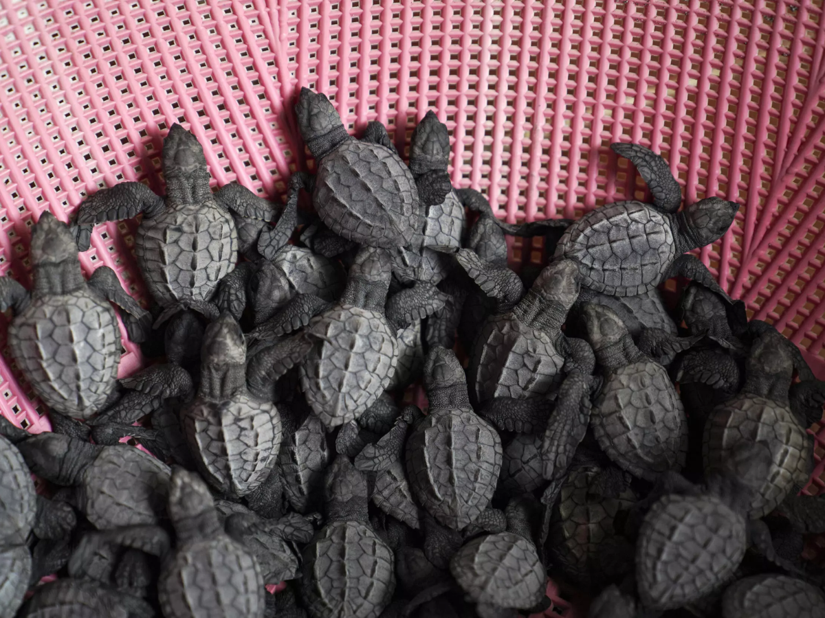 Crías de tortuga de paslama nacidas en cautiverio, antes de ser liberadas en la playa Chacocente.