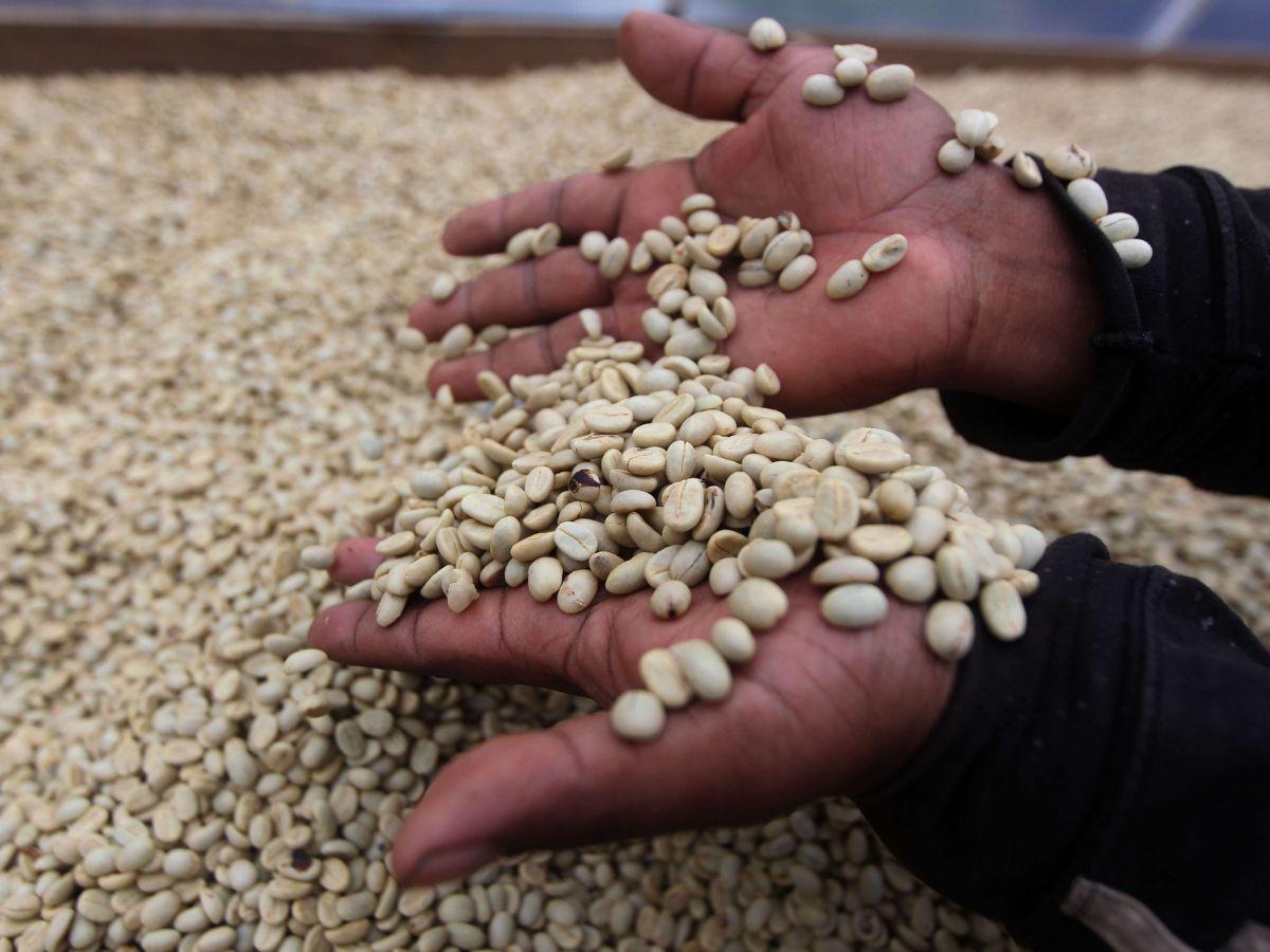 Exportación de café ascendió a 152,567 sacos en dos meses de la actual cosecha