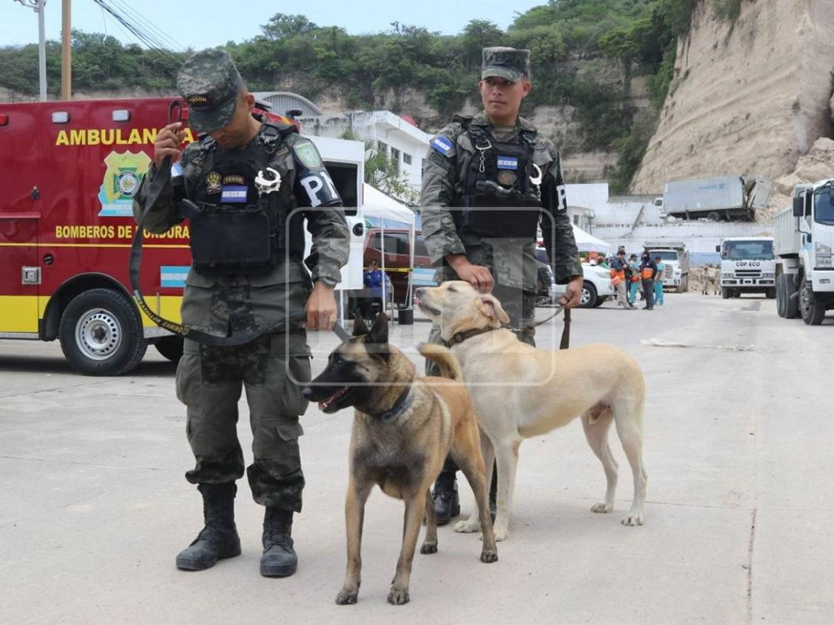 Togo y Mago, héroes que guiaron la búsqueda de víctimas entre el dolor y la esperanza