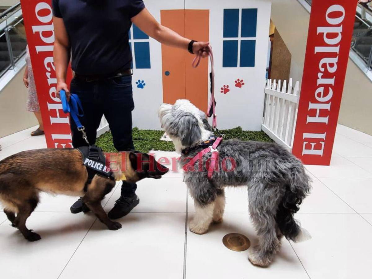 Una perrita Pastor Inglés llamada Luna y una Belga nombrada Ámbar.