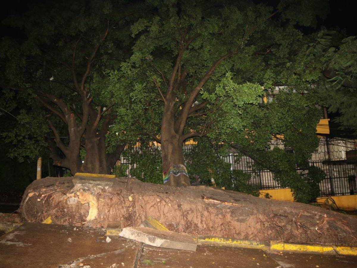 Sin electricidad y sin paso vehicular: caos en Palmira tras caída de árbol por las lluvias