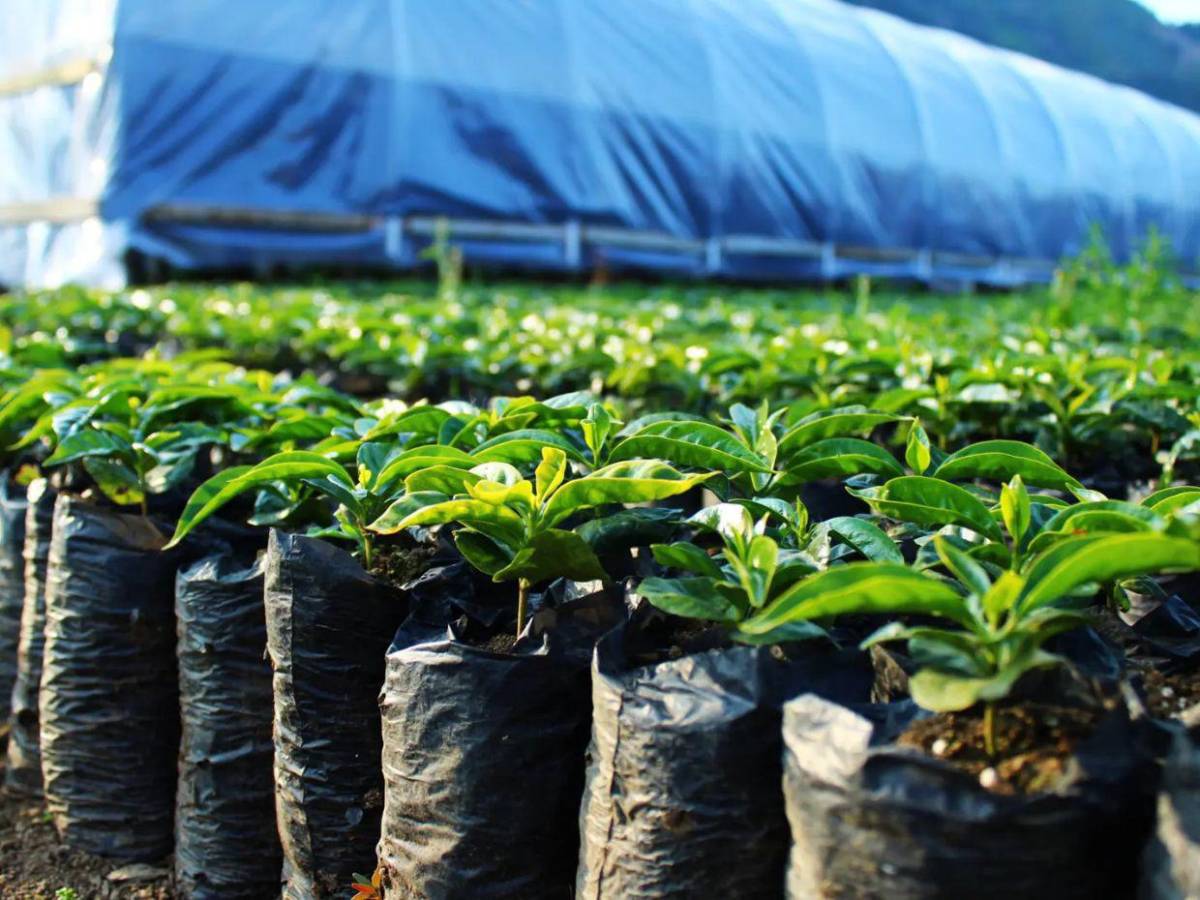 ¿De qué se trata? El negocio que iniciaron Falcao y Ter Stegen en Honduras