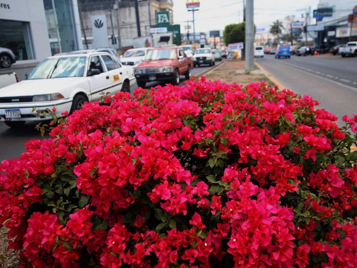 Los macuelizos con sus alegres colores embellecen la capital de Honduras