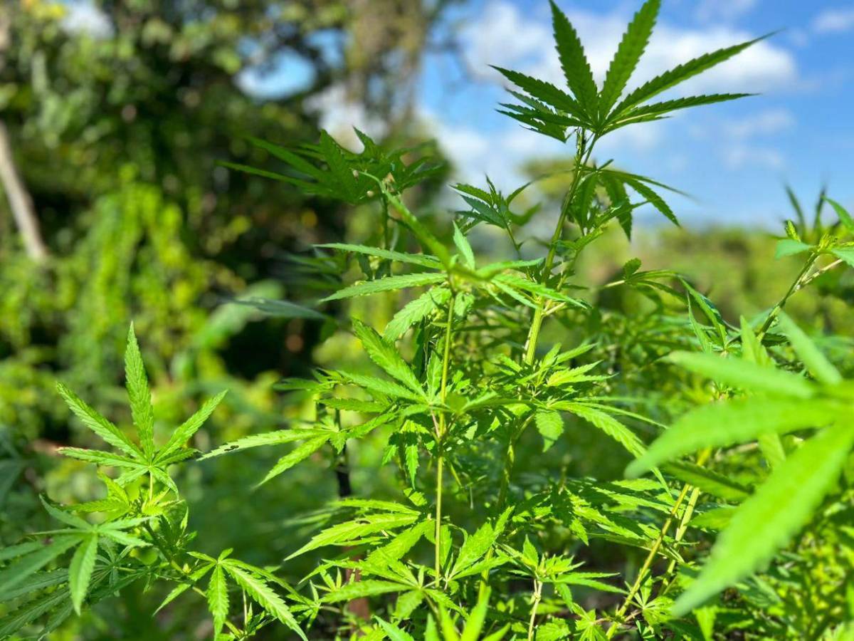 En fotos: así fue el aseguramiento de dos plantaciones de supuesta marihuana en Colón