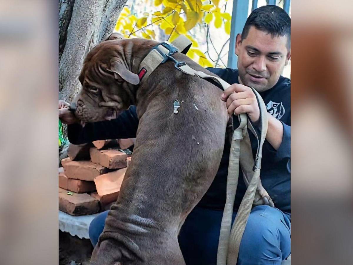 Esto hicieron con Zeus tras haber matado a su dueño en Tegucigalpa: impacta su cambio