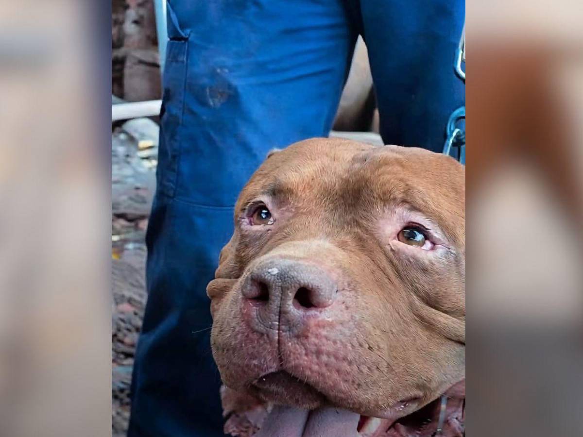 Esto hicieron con Zeus tras haber matado a su dueño en Tegucigalpa: impacta su cambio