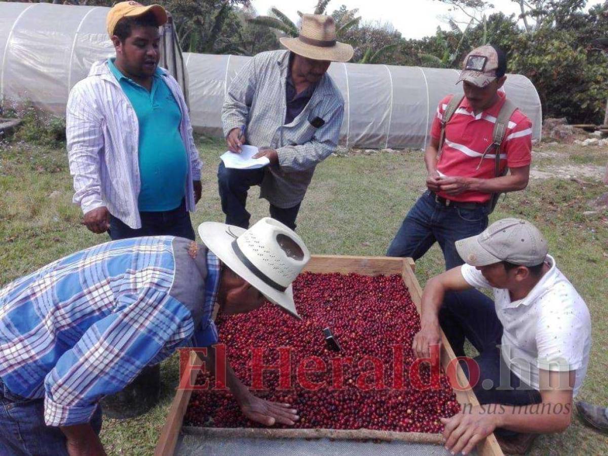 Producción de café en Comayagua se reducirá en unos 400 mil quintales