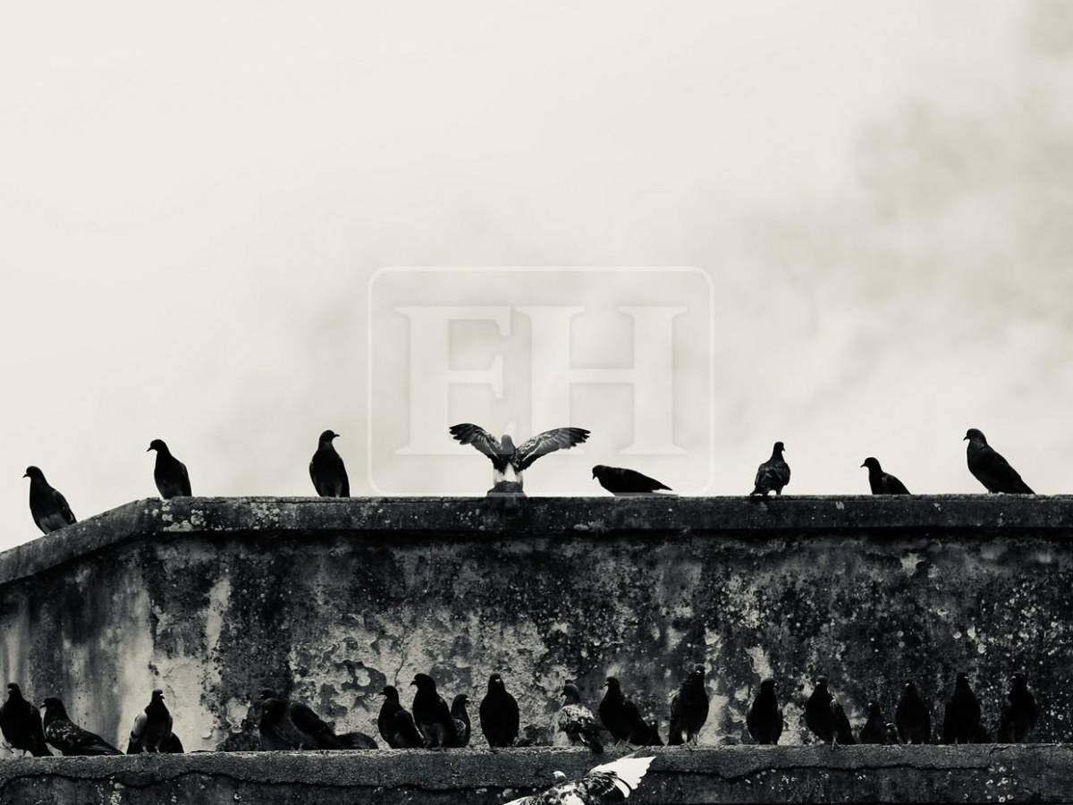 El vuelo de las palomas transforma la Iglesia Los Dolores en una postal única