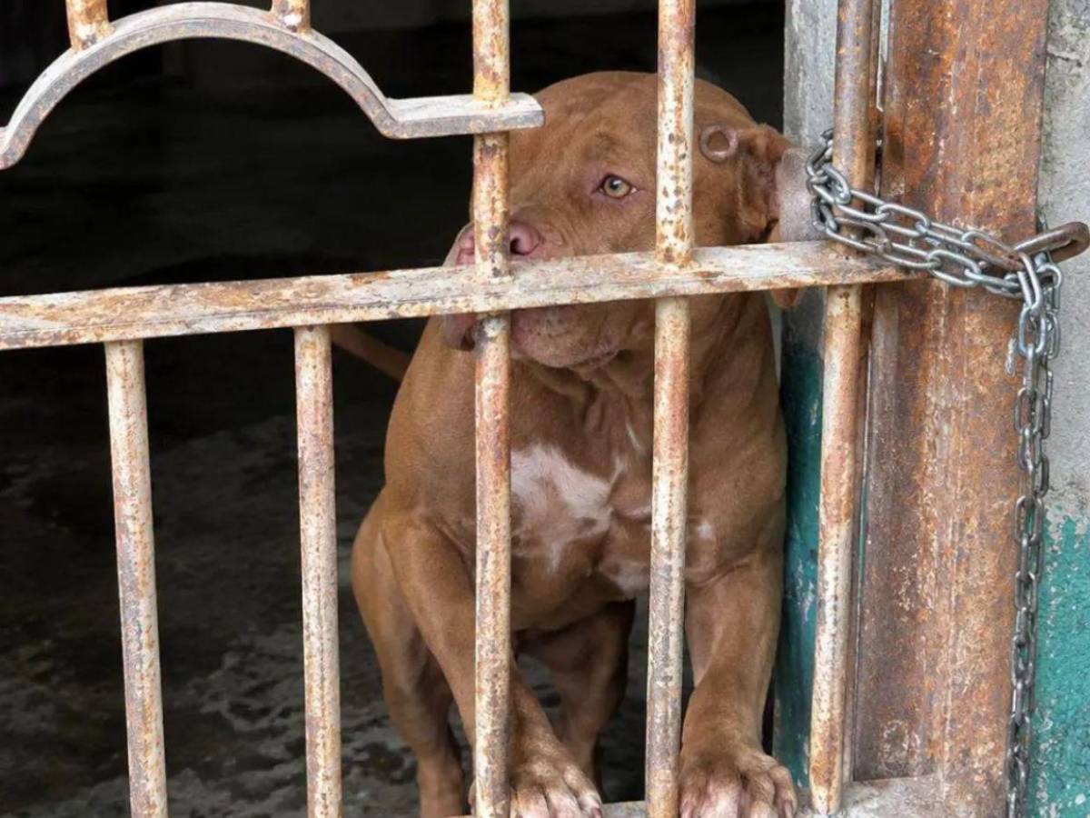 ¿Cuál será el futuro de Zeus, pitbull que habría matado a su dueño? Esto revela la Policía