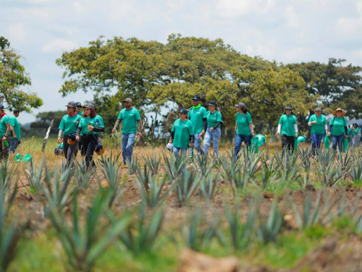 Jalisco reforesta sus bosques tras expansión de cultivos de agave para producir tequila