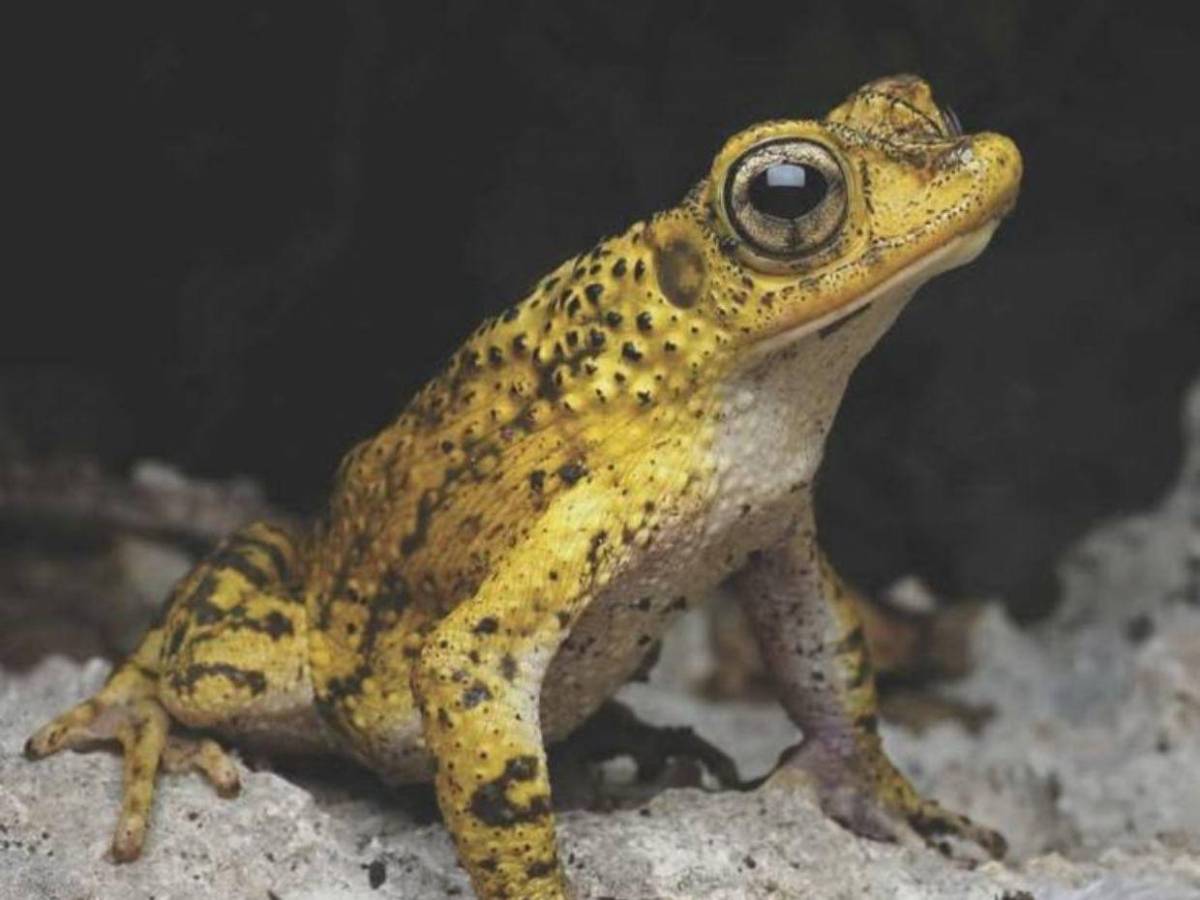 Bad Bunny convierte al sapo Concho puertorriqueño en símbolo de su nuevo álbum