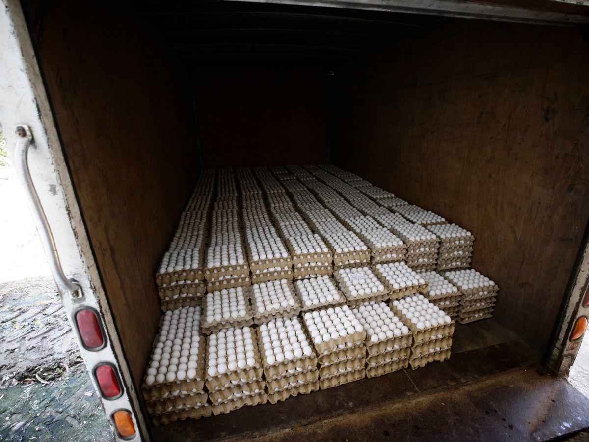 $!El último proceso de los productores de huevo es subir el producto a los camiones para luego distribuirlos por todo el país, ahí entran los intermediarios, que muchas veces encarecen aún más el valor de los huevos.