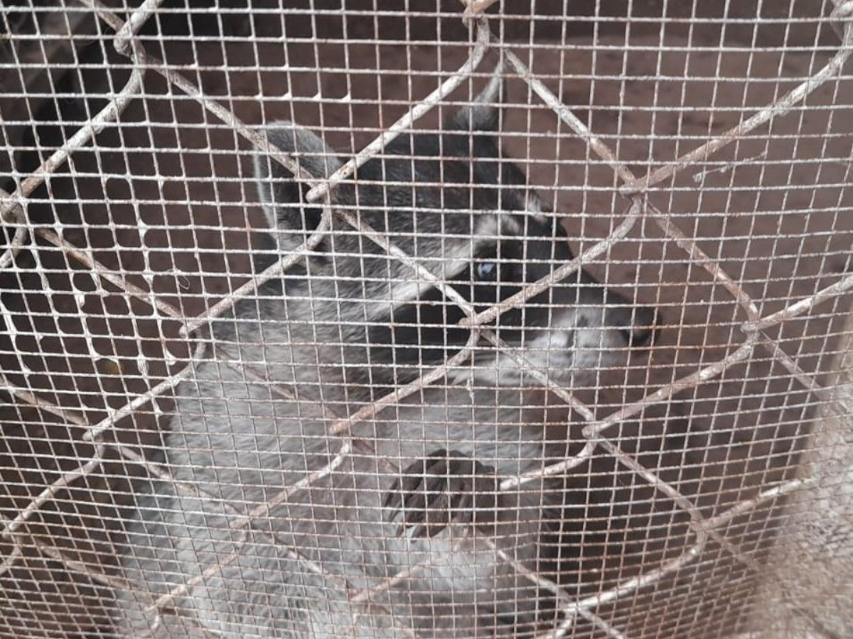 Animales exóticos fueron decomisados dentro de una escuela capitalina