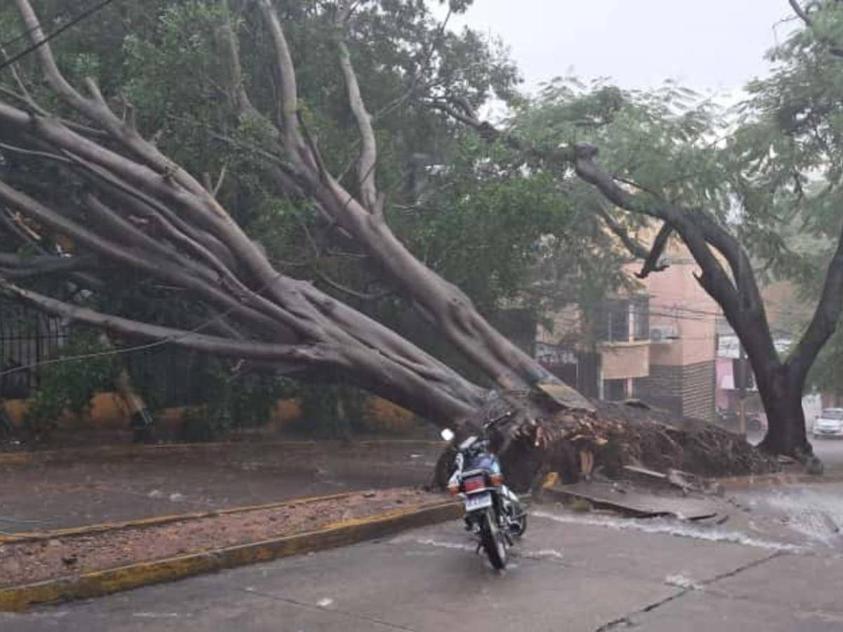Sin electricidad y sin paso vehicular: caos en Palmira tras caída de árbol por las lluvias