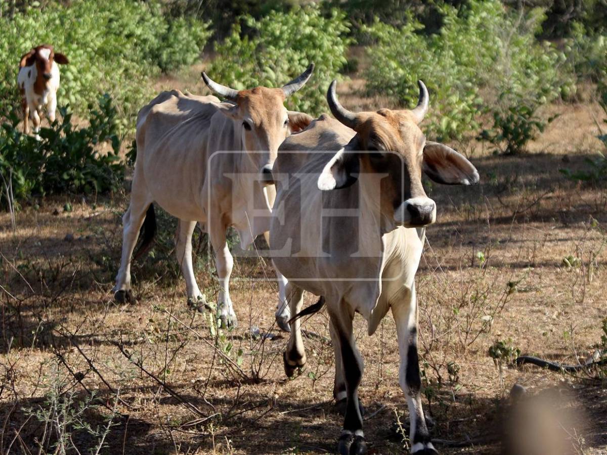 Sin agua ni forraje: la lucha diaria de pequeños ganaderos por salvar sus vacas