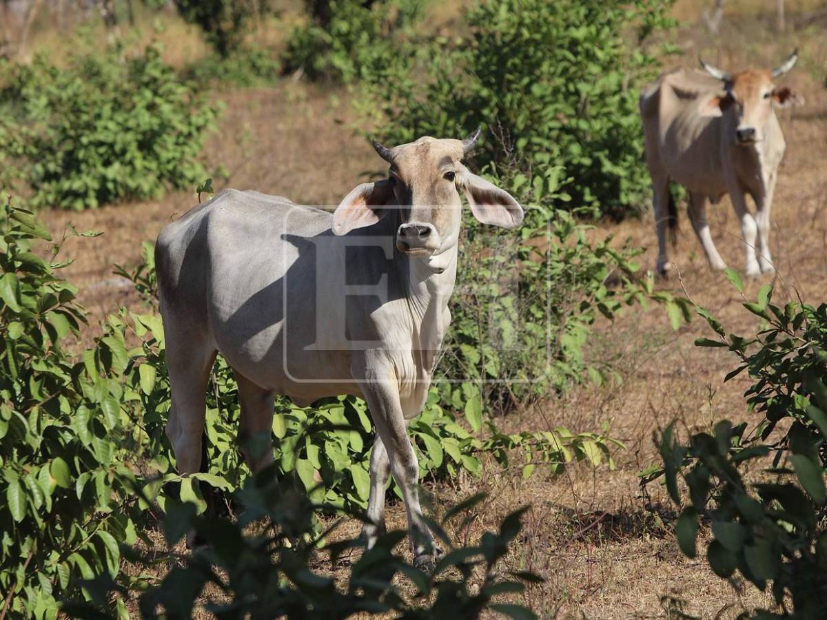 Sin agua ni forraje: la lucha diaria de pequeños ganaderos por salvar sus vacas