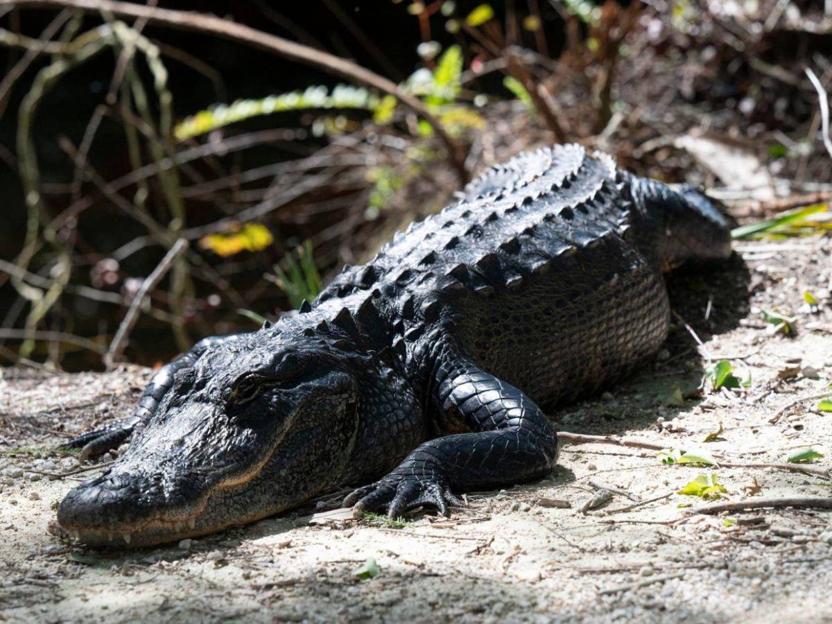 Así es Alligator Alcatraz, la nueva prisión para migrantes en Florida
