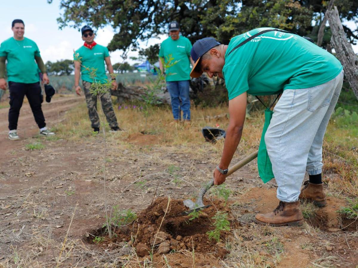 Jalisco reforesta sus bosques tras expansión de cultivos de agave para producir tequila