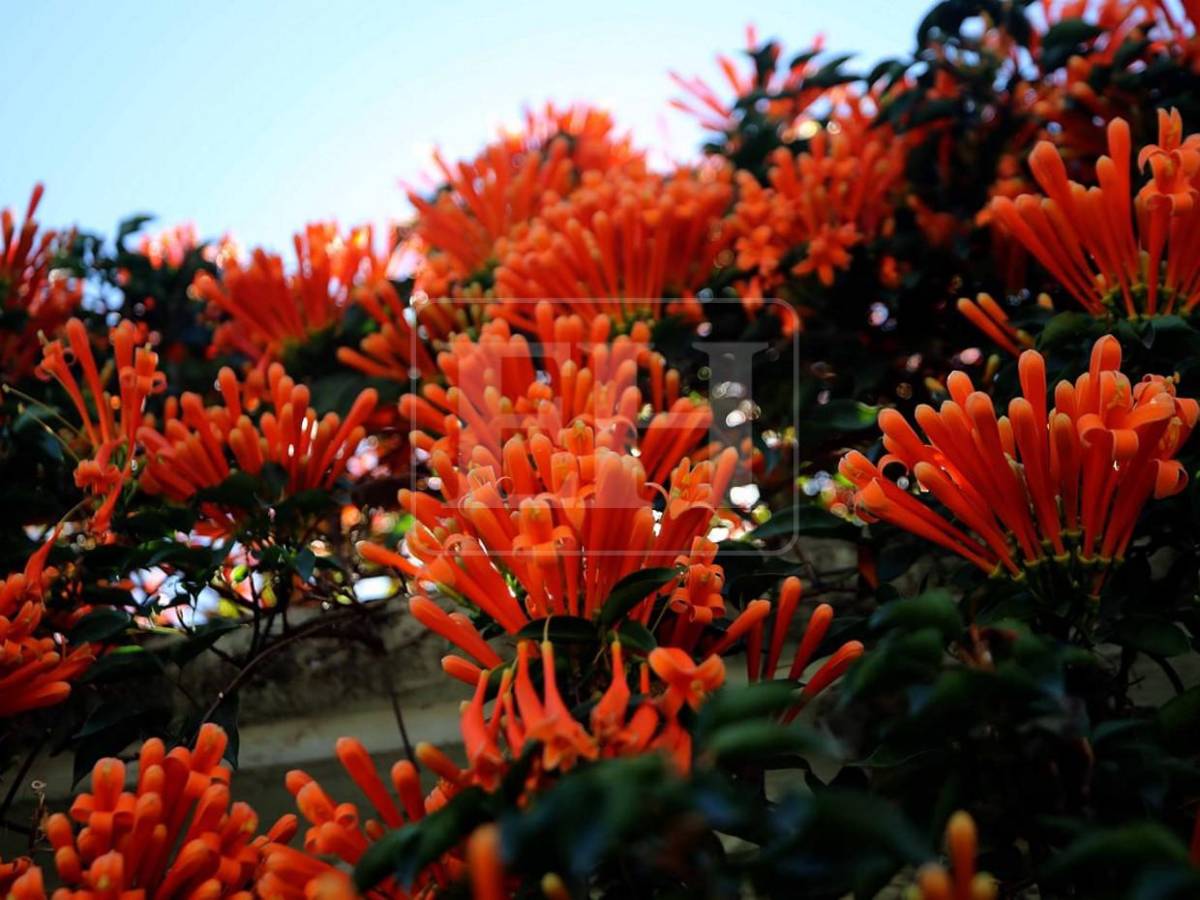 Un espectáculo natural: flores llenan de frescura la capital hondureña​​​​​​