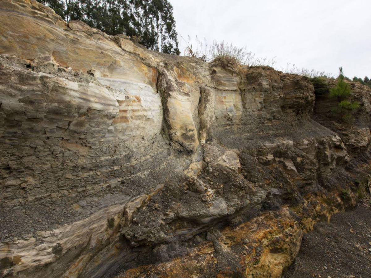 Descubren en Brasil un bosque de 290 millones de años: ‘Una ventana al pasado’