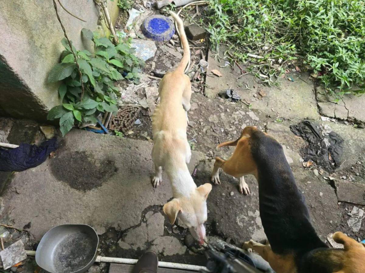 Vendedor de tacos en Siguatepeque es detenido tras encontrar restos de perros en su casa