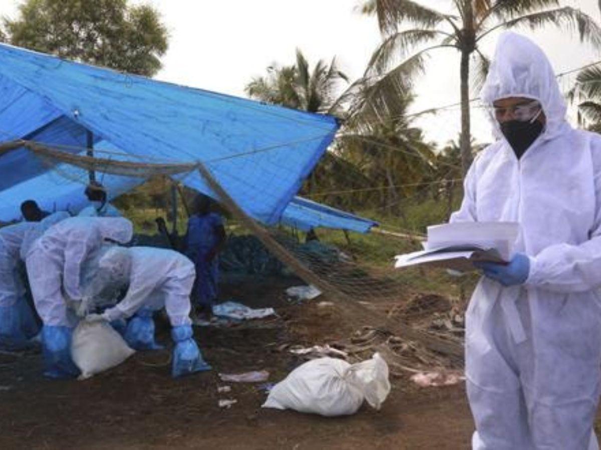 El primer caso de gripe aviar en humanos es registrado en Ecuador