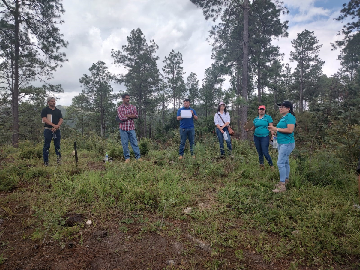Honduras es reconocida en México por su manejo de plagas forestales