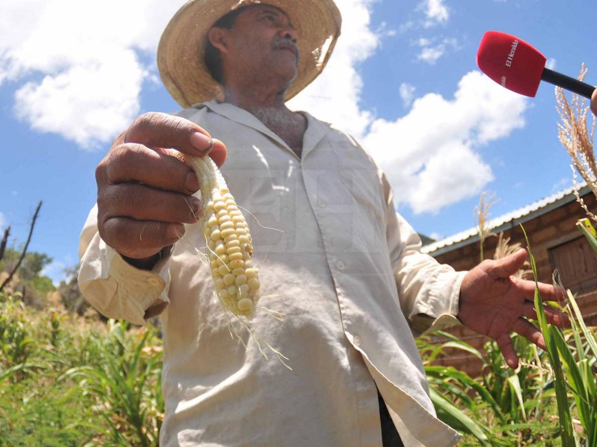 El dolor humano tras la sequía: en el Corredor Seco la situación es crítica, insostenible y urgente