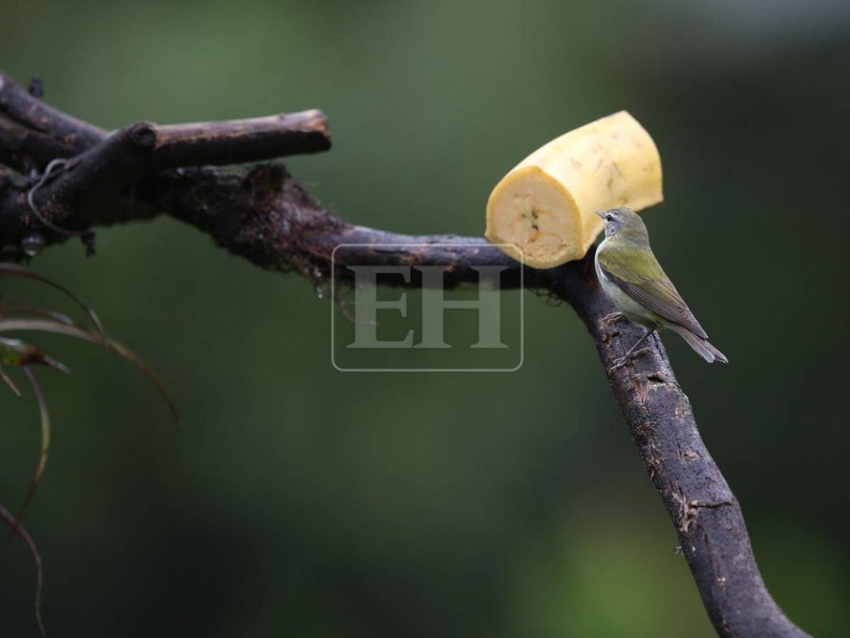 Un recorrido entre las aves que anidan en el corazón verde de Honduras