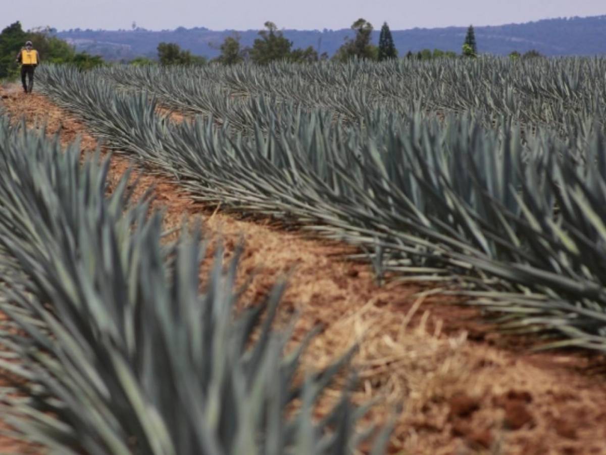 Jalisco reforesta sus bosques tras expansión de cultivos de agave para producir tequila