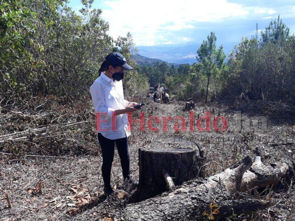 Condenan a tres personas por explotación ilegal de recursos naturales en La Tigra