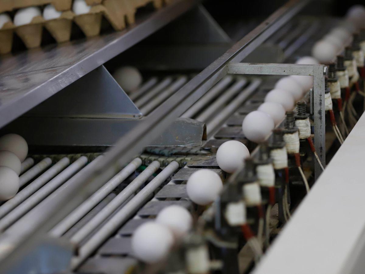 $!El promedio de producción de la gallina se mide de tal forma que 100 gallinas producen al día 95 huevos en una relación de tiempo que contempla que cada gallina se tarda 25 horas en poner un huevo.