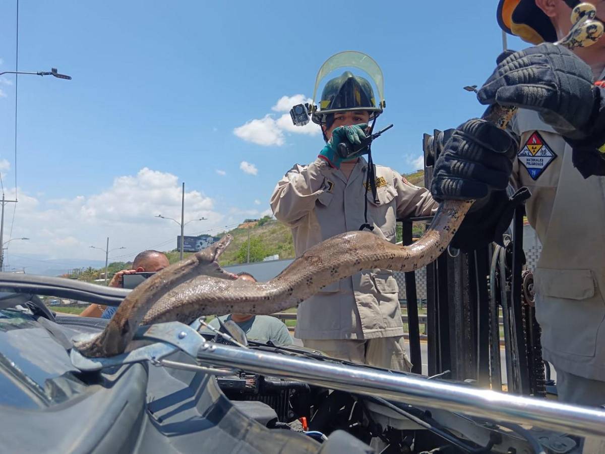 Mecánico pensó que era una manguera: hallan enorme boa dentro de motor en El Carrizal