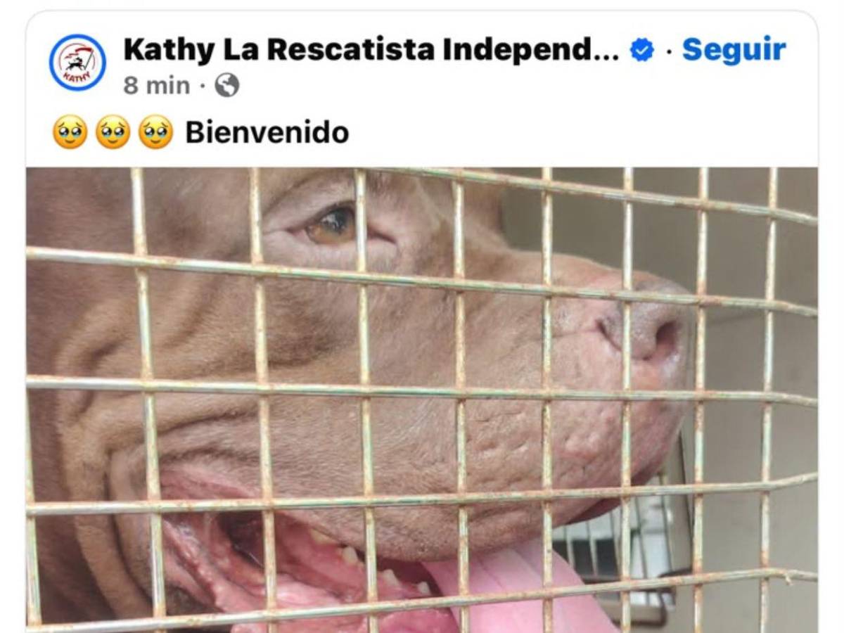 ¡No será sacrificado! Zeus, pitbull que mató a su dueño, irá a un refugio