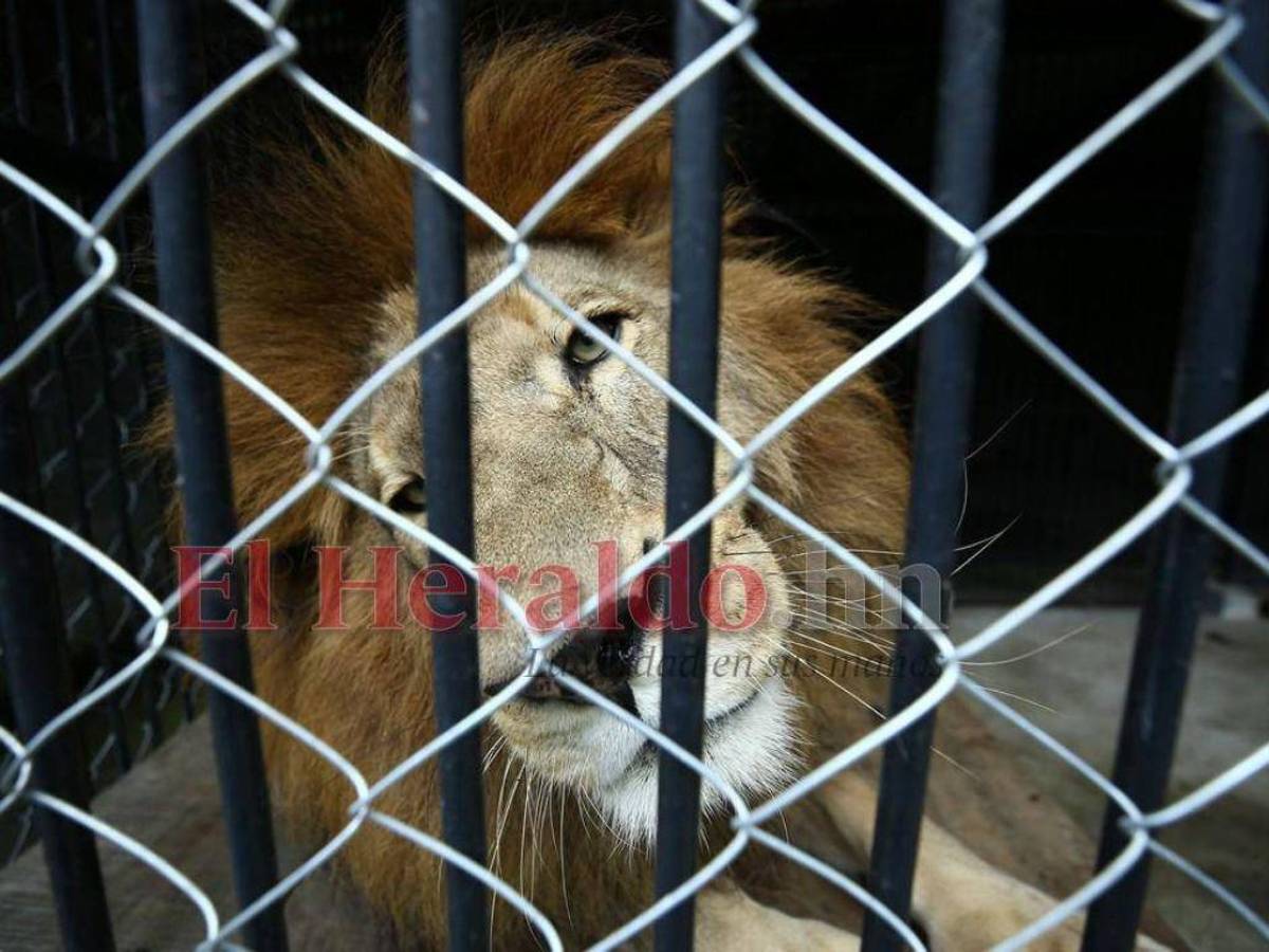 ‘Es tranquilo, pasa sentadito’, dice cuidador de Simba, león que mordió a un visitante en El Picacho