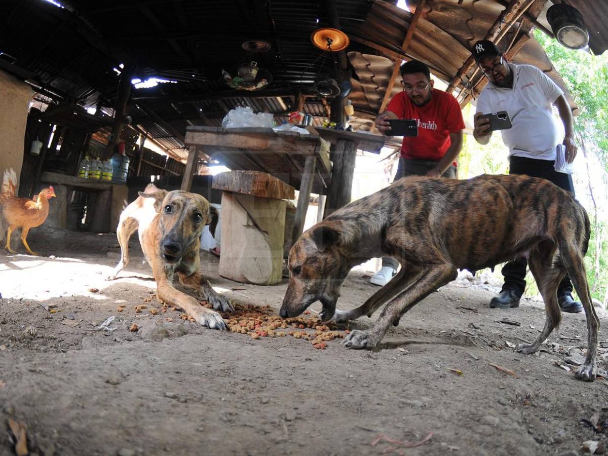 La ayuda también los abarcó: mascotas reciben alimento en el Corredor Seco