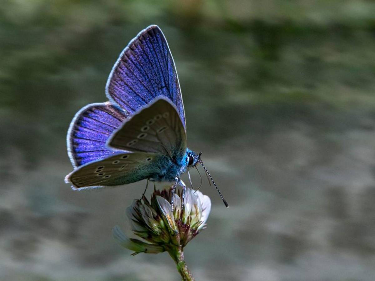 ¿Por qué invadieron mariposas el cielo de Tegucigalpa?