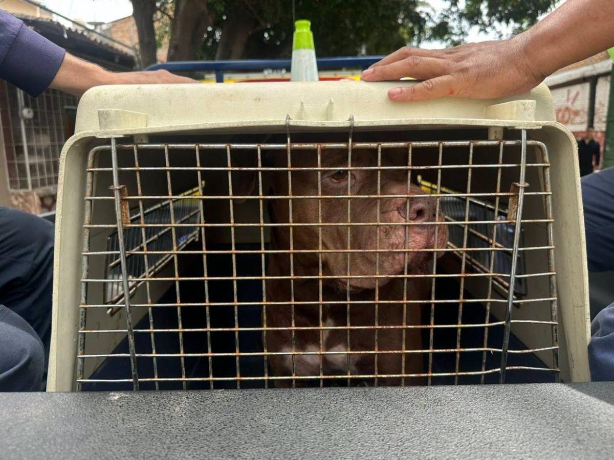 Escuchábamos llorar al perro: Vecinos revelan el trato que recibía el pitbull que mató a su dueño en Tegucigalpa