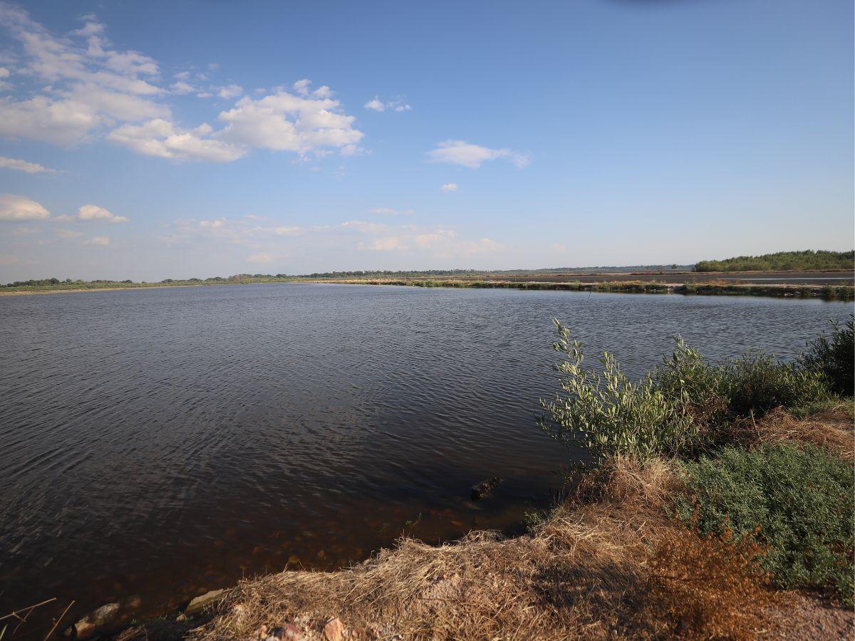 $!La mayor parte de las lagunas deberían estar así, criando camarón para exportarlo, pero pocas quedan activas.